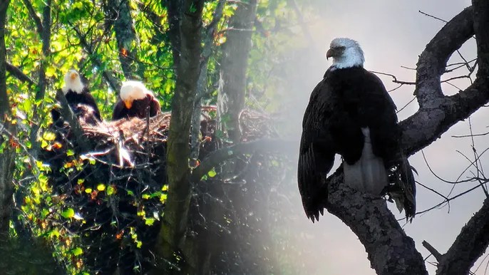Pennsylvania bald eagle poaching suspect turns self in after shocking slay of neighborhood&nbsp;mascot