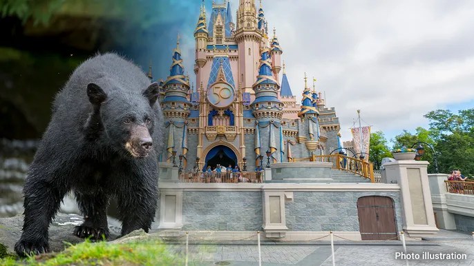 Disney’s Magic Kingdom partially closed after black bear spotted on the loose, later&nbsp;captured